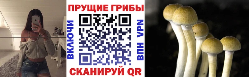 Купить где  Заозёрск  Галлюциногенные грибы мухоморы 
